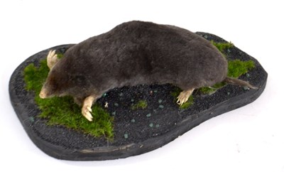 Lot 267 - Taxidermy: European Mole (Talpa europaea), a...