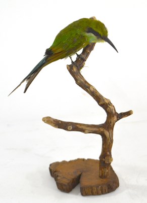 Lot 240 - Taxidermy: African Green Bee-eater, full mount...