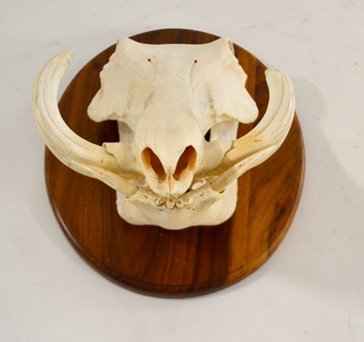 Lot 281 - Taxidermy: Warthog Skull on oval shield,...