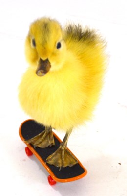 Lot 252 - Taxidermy: Duckling on skateboard, a yellow...