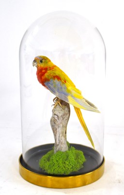 Lot 244 - Taxidermy: Turquoise Parrot in glass dome, a...