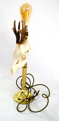 Lot 282 - Taxidermy Roe Deer Skull Lamp, the cranium...