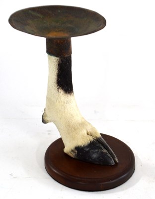 Lot 273 - Taxidermy: South African Oryx (Oryx gazella)...