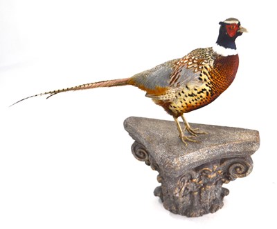 Lot 249 - Taxidermy: Pheasant Cock on sconce, A full...