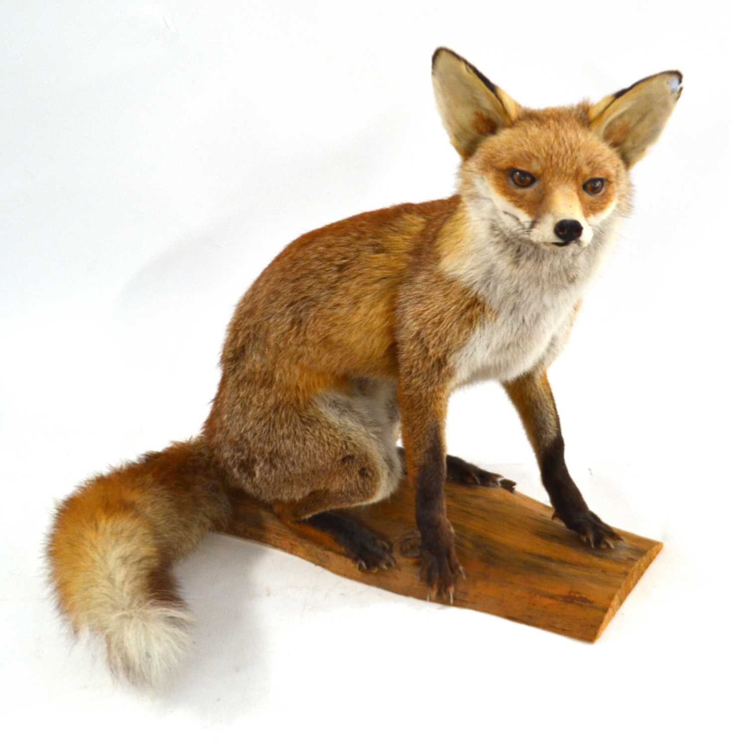 Lot 307 - A Taxidermy Red fox (Vulpes vulpes) sitting on...