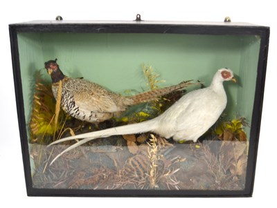 Lot 250 - Pair of taxidermy cased cock Pheasants to...