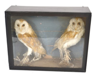 Lot 253 - 2x taxidermy cased late 19th early 20th...