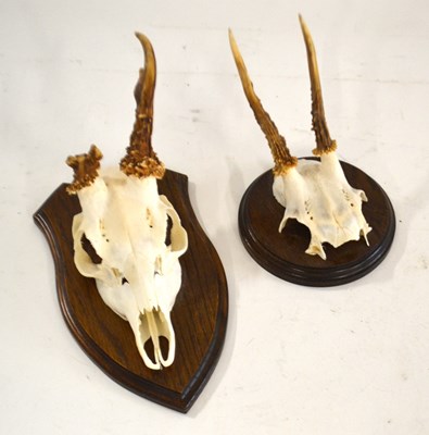 Lot 285 - 2 x Roe deer antlers and skulls to include...