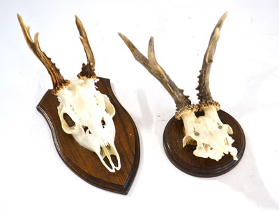 Lot 284 - 2x roe deer andtlers/top of skulls mounted on...