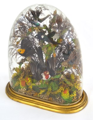 Lot 185 - Is a taxidermy dome exotic bird case in...