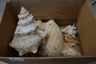 Lot 39 - Box of assorted sea shells