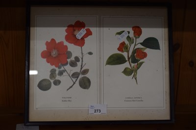 Lot 273 - Coloured botanical print