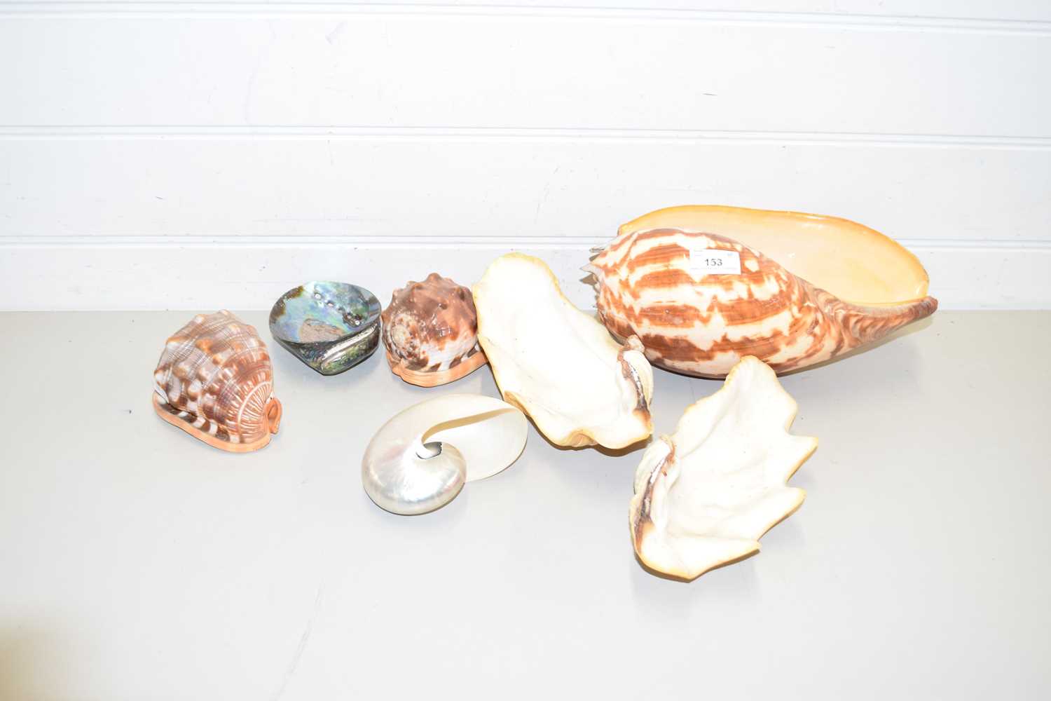 Lot 153 - COLLECTION OF VARIOUS SEASHELLS