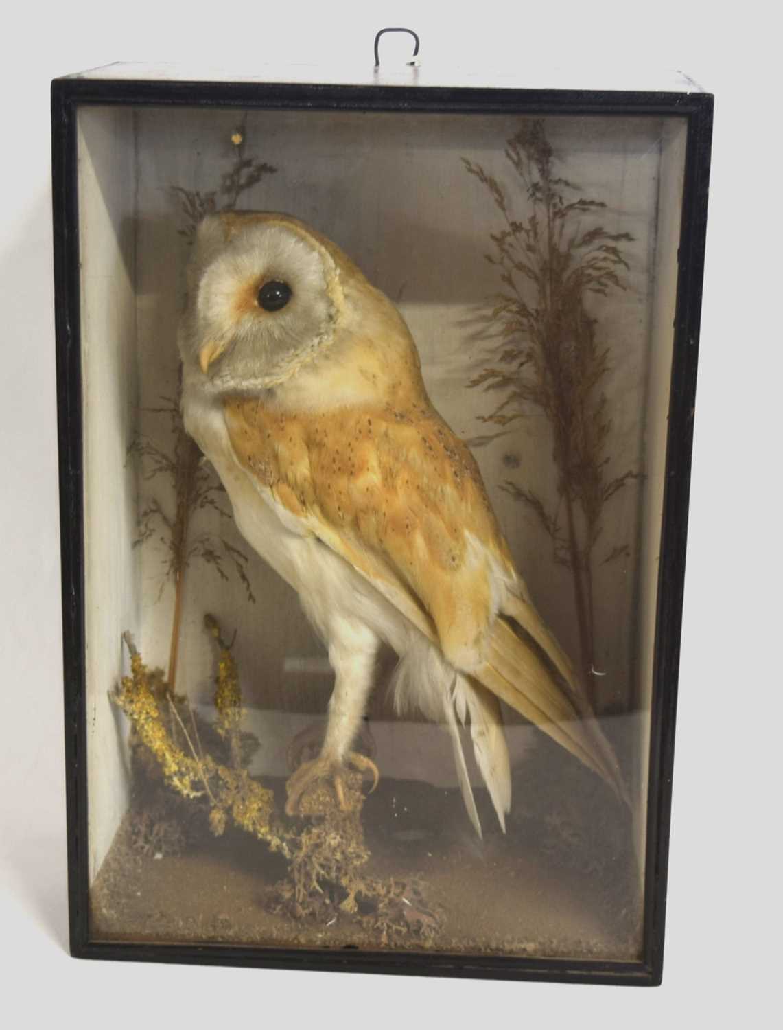 Lot 12 - Late 19th/ Early 20th century cased taxidermy...