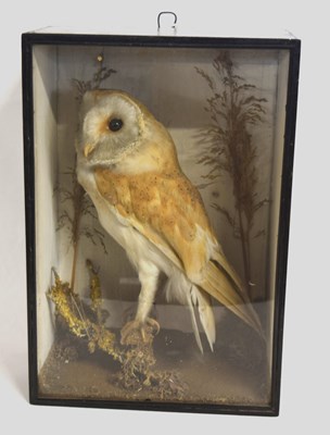Lot 12 - Late 19th/ Early 20th century cased taxidermy...