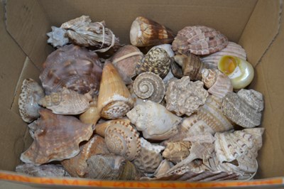 Lot 43 - Box of various sea shells