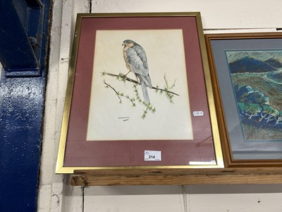 Lot 214 - P A Stevens, study of a sparrowhawk, framed...