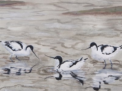 Lot 215 - M Nightingale: Watercolour of Avocets