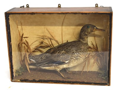 Lot 63 - Late 19th /Early 20th century Taxidermy cased...