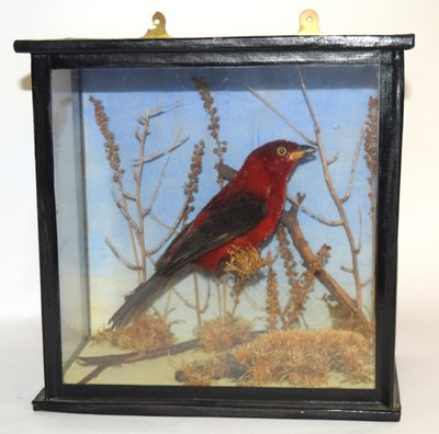 Lot 5 - Edwardian / early 20th century taxidermy cased...