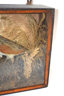 Lot 9 - Victorian taxidermy cased Corncrake (crex...