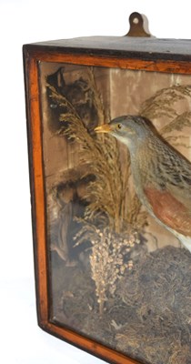 Lot 9 - Victorian taxidermy cased Corncrake (crex...