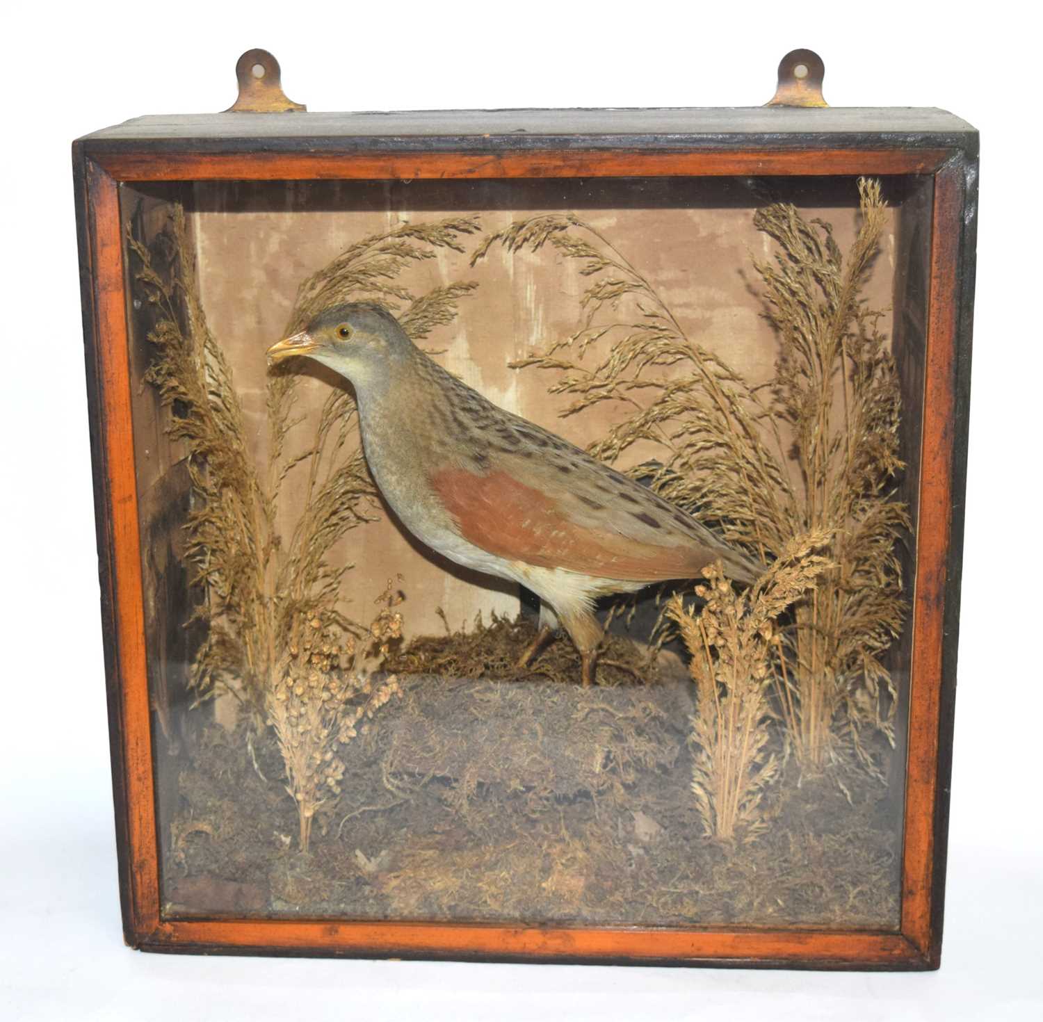 Lot 9 - Victorian taxidermy cased Corncrake (crex...