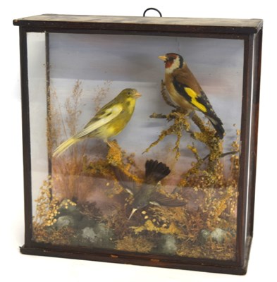 Lot 6 - Late 19th /Early 20th century taxidermy...