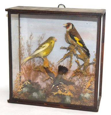 Lot 6 - Late 19th /Early 20th century taxidermy...