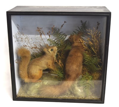 Lot 30 - Late Victorian taxidermy cased pair of Red...