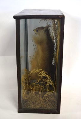 Lot 27 - Victorian taxidermy cased red squirrel...