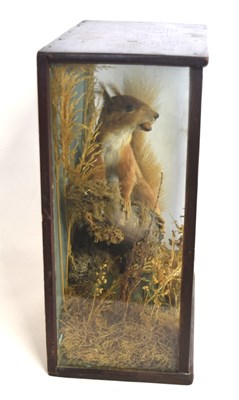 Lot 27 - Victorian taxidermy cased red squirrel...