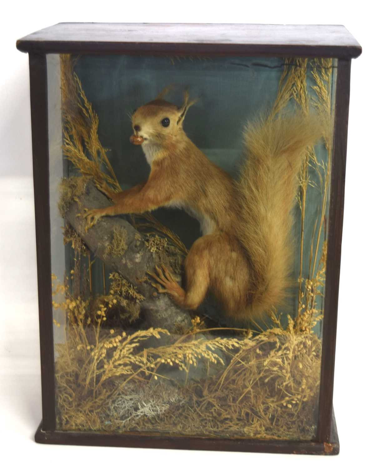 Lot 27 - Victorian taxidermy cased red squirrel...