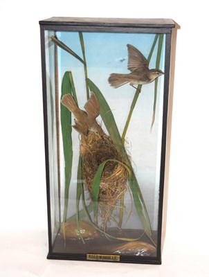 Lot 14 - Is a Late Victorian taxidermy cased diorama of...