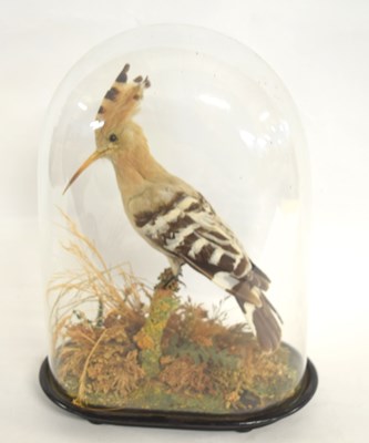 Lot 3 - Late 19th /Early 20th century taxidermy...