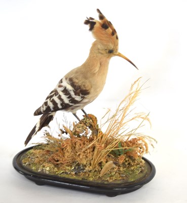 Lot 3 - Late 19th /Early 20th century taxidermy...