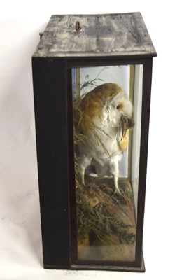 Lot 13 - Victorian taxidermy cased Barn Owl (Tyto alba)...