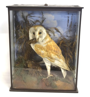 Lot 13 - Victorian taxidermy cased Barn Owl (Tyto alba)...