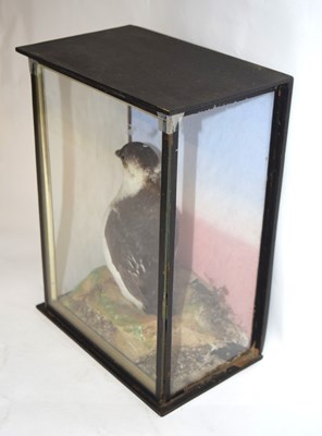 Lot 10 - Late Victorian taxidermy cased Little Hawk by...