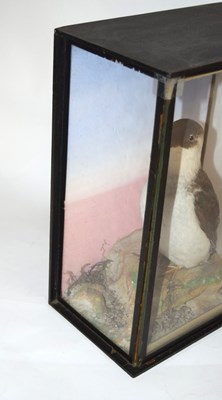 Lot 10 - Late Victorian taxidermy cased Little Hawk by...