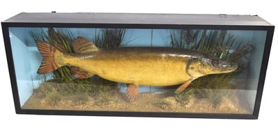 Lot 19 - Early 20th century Taxidermy cased Pike by...