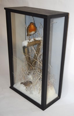 Lot 16 - A very good quality 21st century taxidermy...