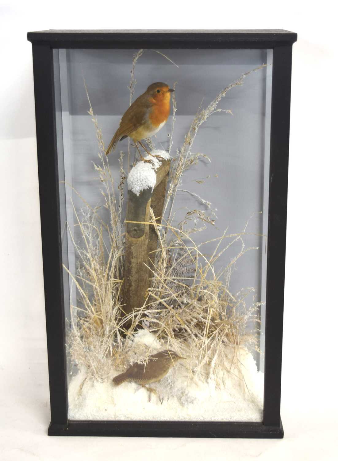 Lot 16 - A very good quality 21st century taxidermy...