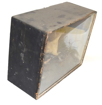 Lot 29 - A Victorian taxidermy cased diorama of a...
