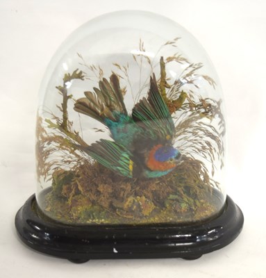Lot 1 - Victorian taxidermy Red necked Tanager...
