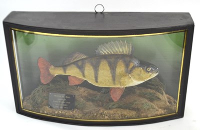 Lot 22 - 20th Century taxidermy cased Perch, set in...