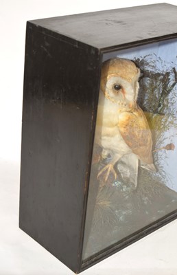 Lot 11 - Late Victorian Taxidermy cased Barn Owl (Tyto...