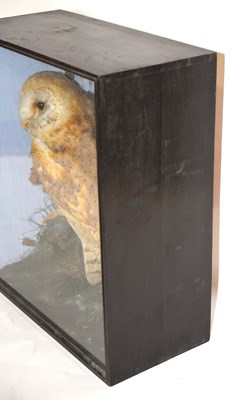 Lot 11 - Late Victorian Taxidermy cased Barn Owl (Tyto...