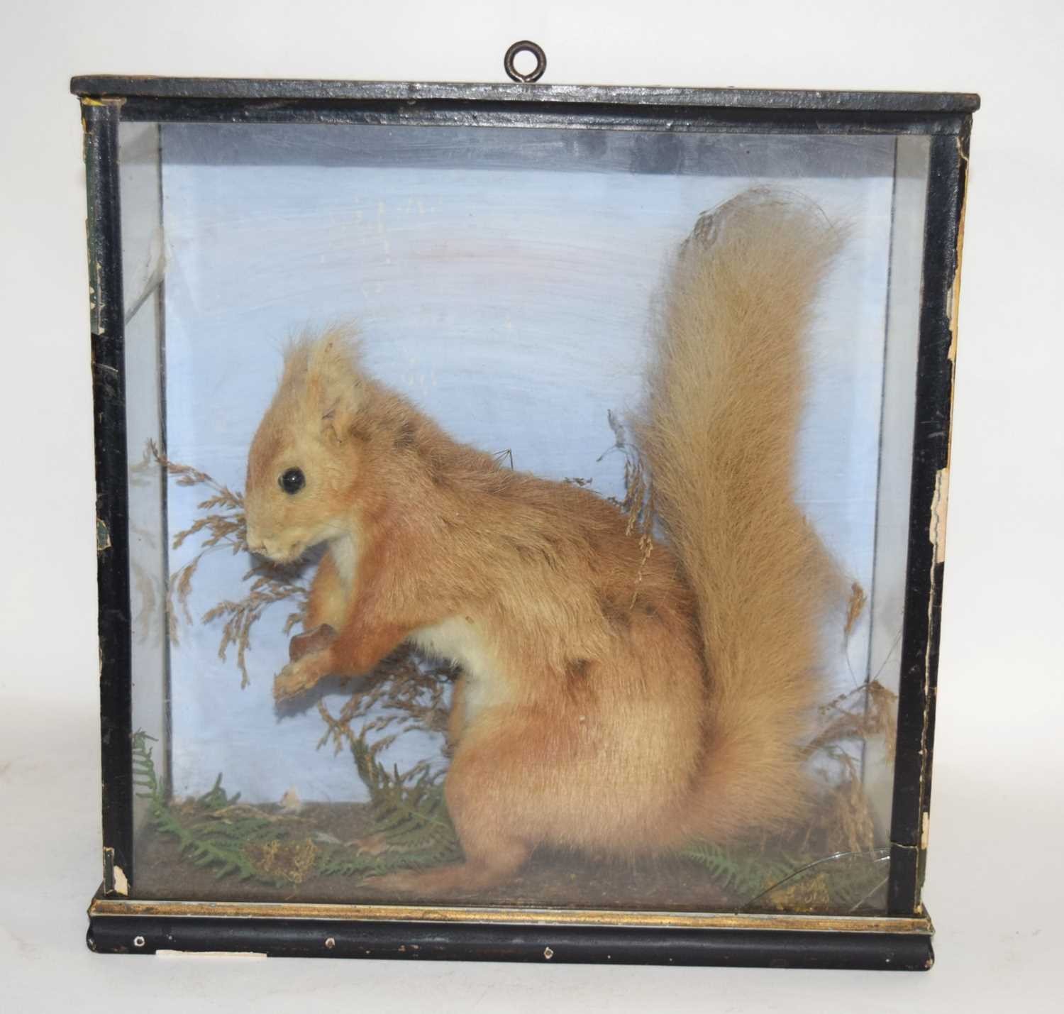 Lot 27 - Late 19th / Early 20th century Taxidermy Cased...