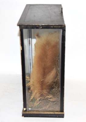 Lot 27 - Late 19th / Early 20th century Taxidermy Cased...